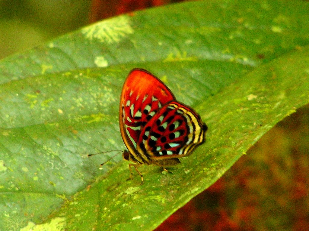 Malaysia - in a jungle in Borneo 05