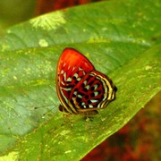 Malaysia - in a jungle in Borneo 05