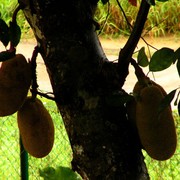 Malaysia - a durian tree in Borneo