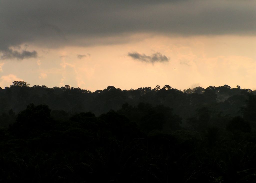 Malaysia - in a jungle in Borneo 08