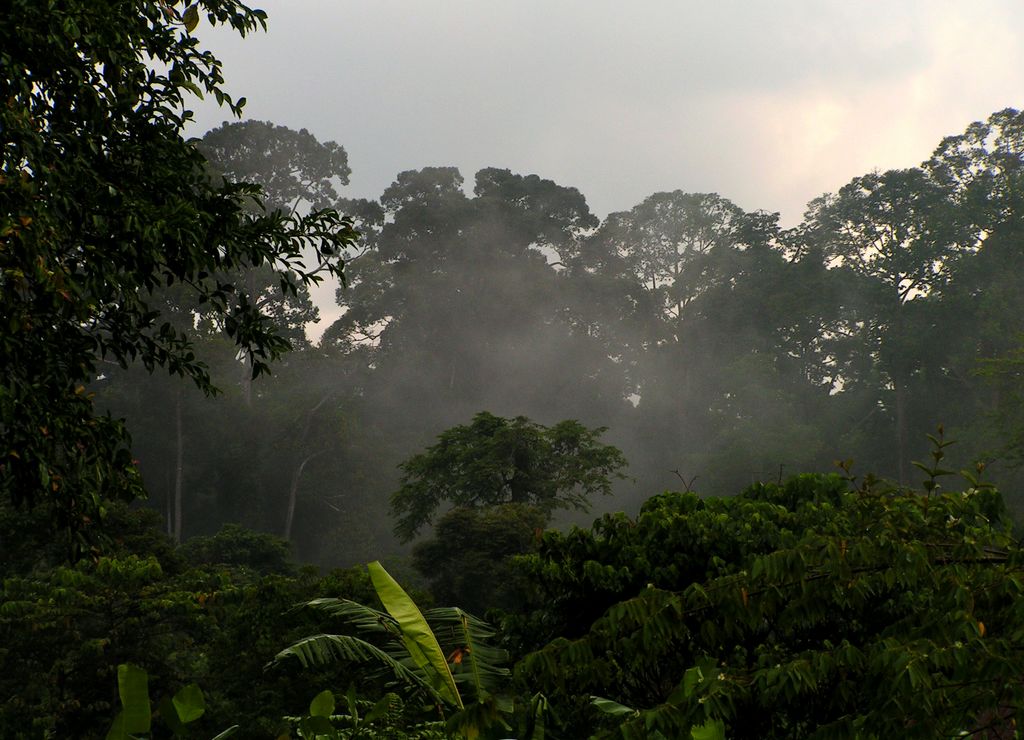 Malaysia - in a jungle in Borneo 09