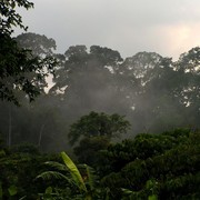 Malaysia - in a jungle in Borneo 09
