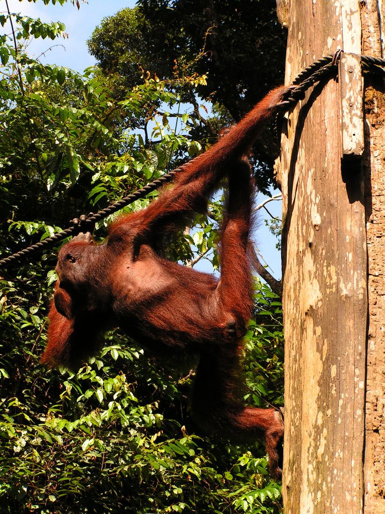 Malaysia - Borneo - Sepilok orangutans sanctuary 23