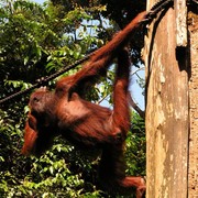 Malaysia - Borneo - Sepilok orangutans sanctuary 23