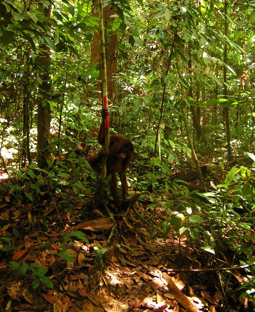 Malaysia - in a jungle in Borneo 06
