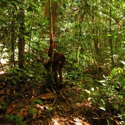 Malaysia - in a jungle in Borneo 06