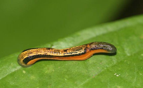 Malaysia - leeches in a jungle in Borneo 01