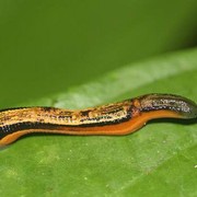 Malaysia - leeches in a jungle in Borneo 01