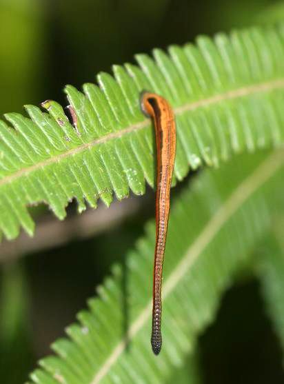 Malaysia - leeches in a jungle in Borneo 02