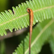 Malaysia - leeches in a jungle in Borneo 02