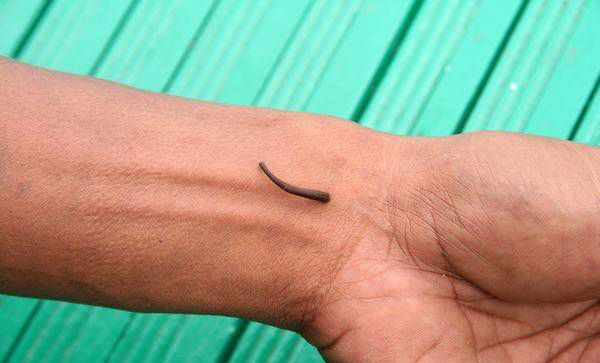 Malaysia - leeches in a jungle in Borneo 03