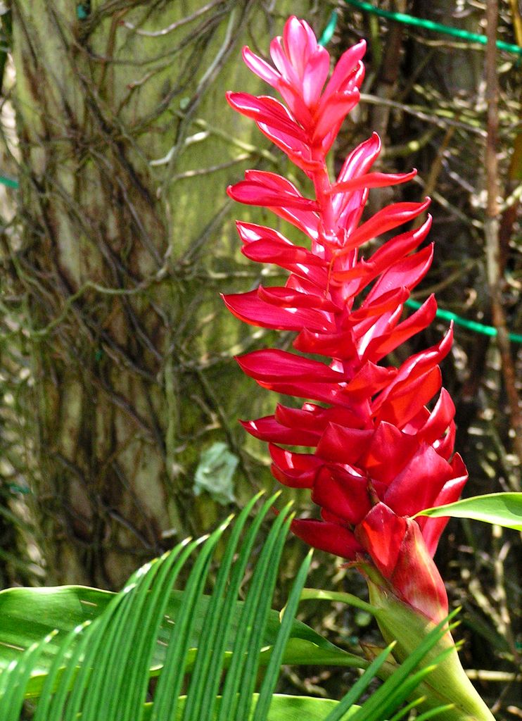 Malaysia - a lake garden in Kuala Lumpur 03