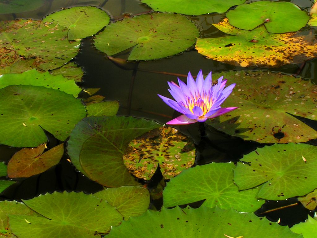 Malaysia - a lake garden in Kuala Lumpur 04