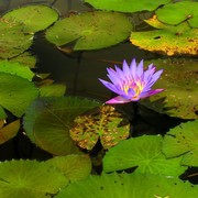 Malaysia - a lake garden in Kuala Lumpur 04