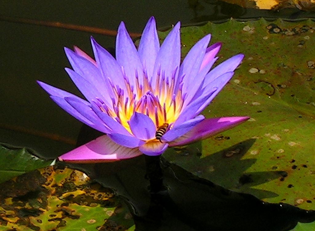 Malaysia - a lake garden in Kuala Lumpur 05