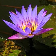 Malaysia - a lake garden in Kuala Lumpur 05