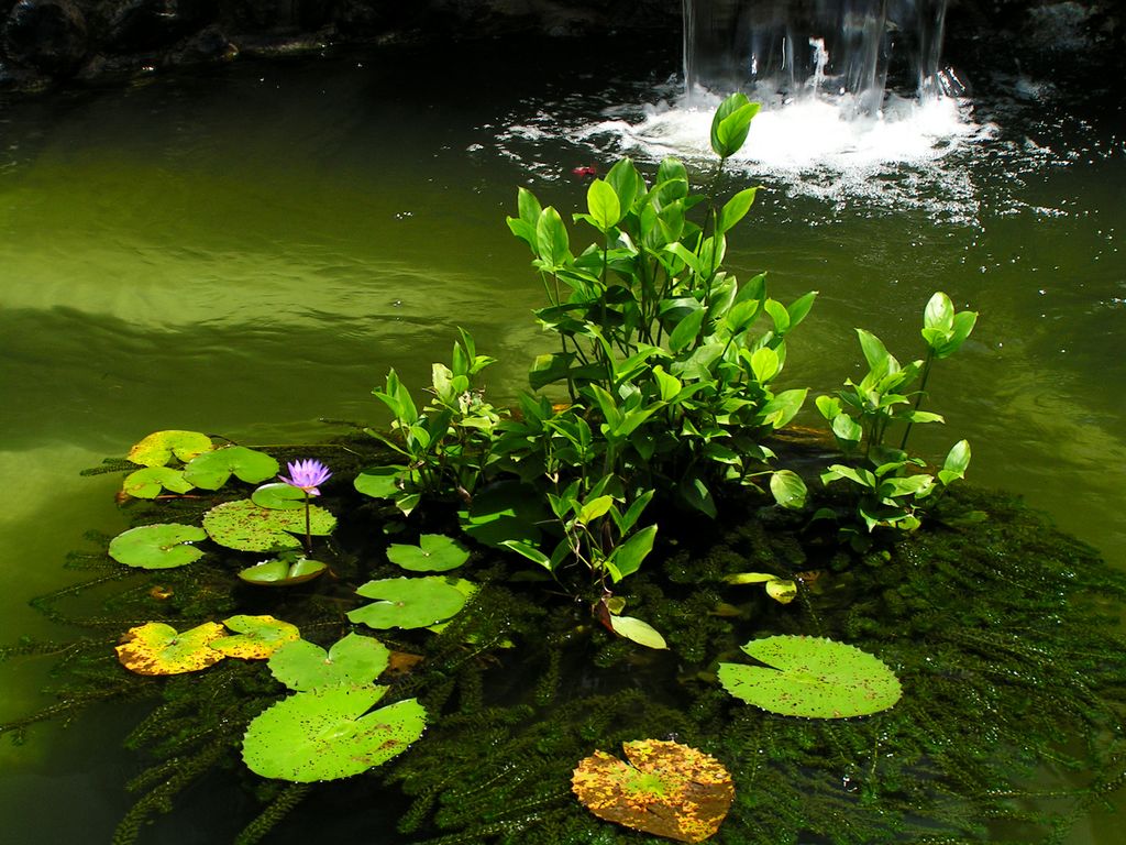 Malaysia - a lake garden in Kuala Lumpur 06