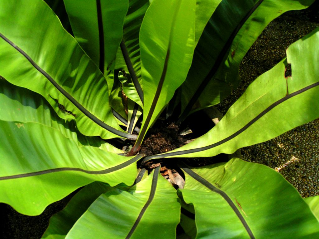 Malaysia - a lake garden in Kuala Lumpur 07