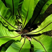 Malaysia - a lake garden in Kuala Lumpur 07