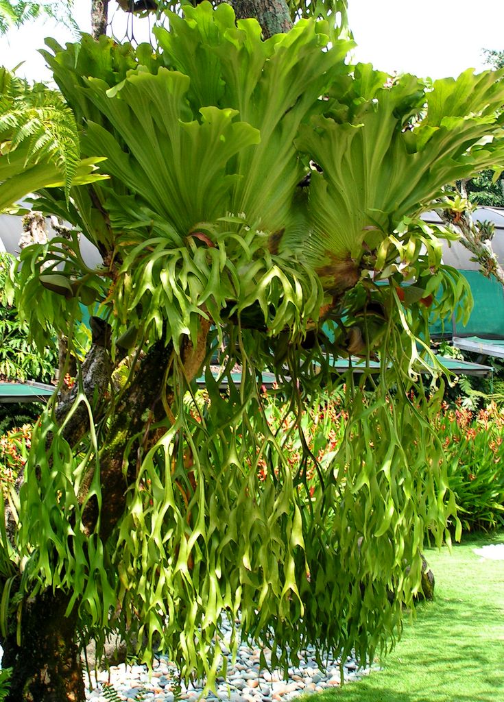 Malaysia - a lake garden in Kuala Lumpur 08