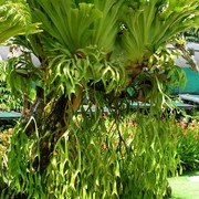 Malaysia - a lake garden in Kuala Lumpur 08