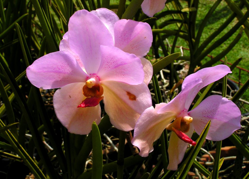 Malaysia - a lake garden in Kuala Lumpur 09