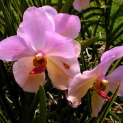 Malaysia - a lake garden in Kuala Lumpur 09