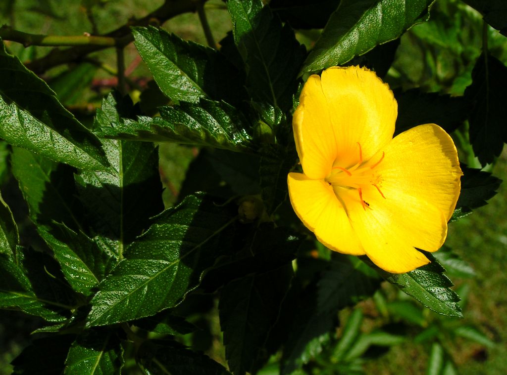 Malaysia - a lake garden in Kuala Lumpur 11