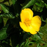 Malaysia - a lake garden in Kuala Lumpur 11