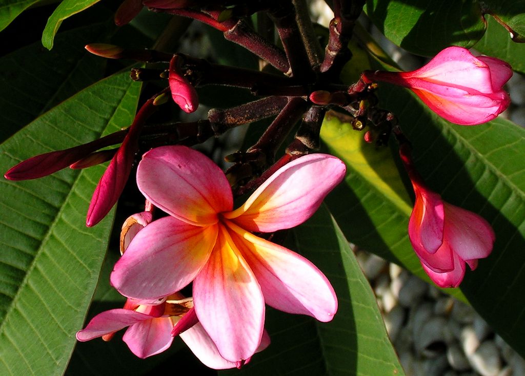 Malaysia - a lake garden in Kuala Lumpur 12