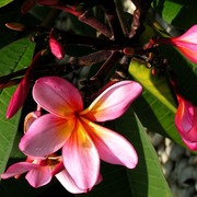 Malaysia - a lake garden in Kuala Lumpur 12