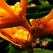 Malaysia - a lake garden in Kuala Lumpur 13