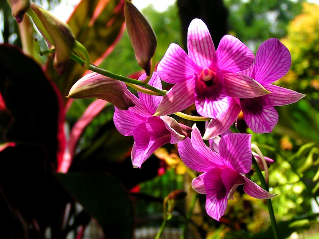 Malaysia - a lake garden in Kuala Lumpur 15