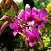 Malaysia - a lake garden in Kuala Lumpur 15