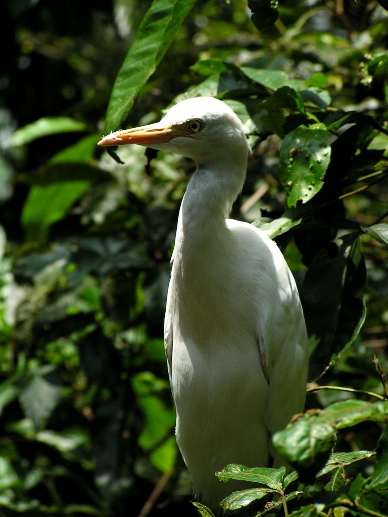 Malaysia - a lake garden in Kuala Lumpur 19