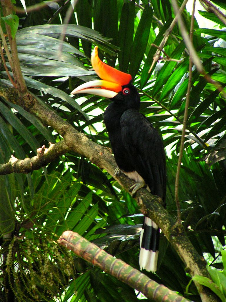 Malaysia - a toucan in a lake garden