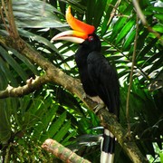 Malaysia - a toucan in a lake garden