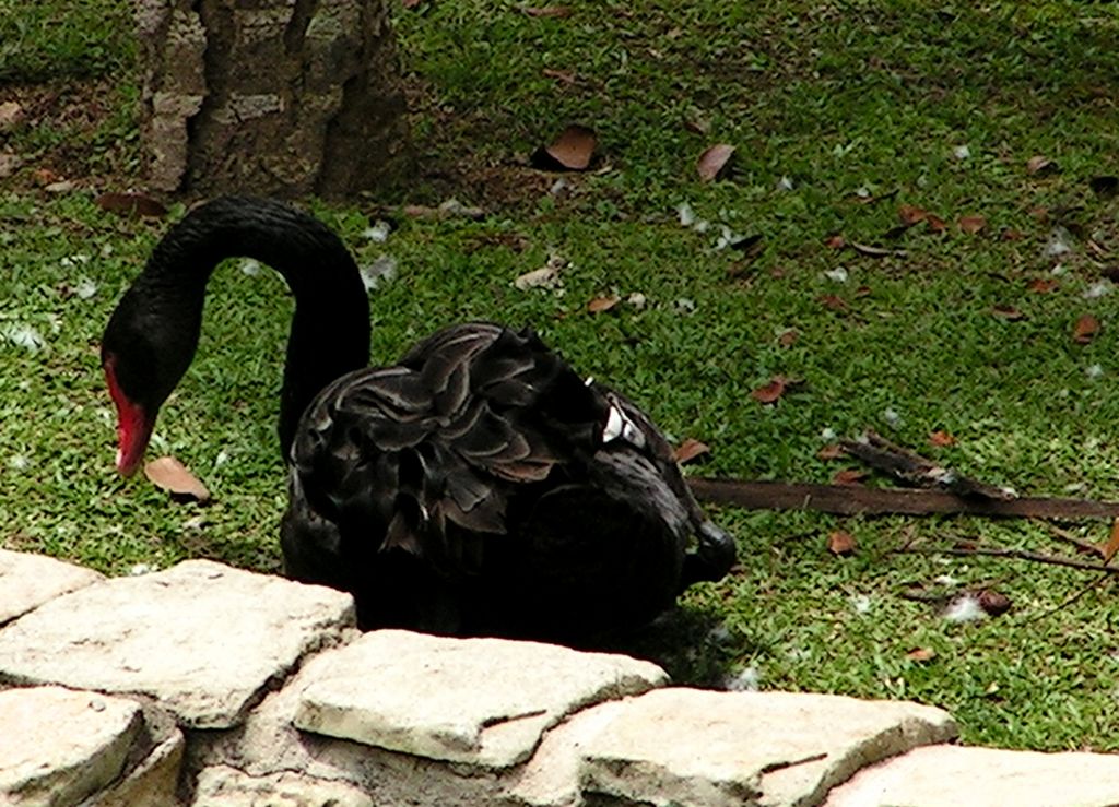 Malaysia - a black swan in Colmar village