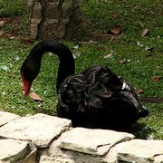 Malaysia - a black swan in Colmar village