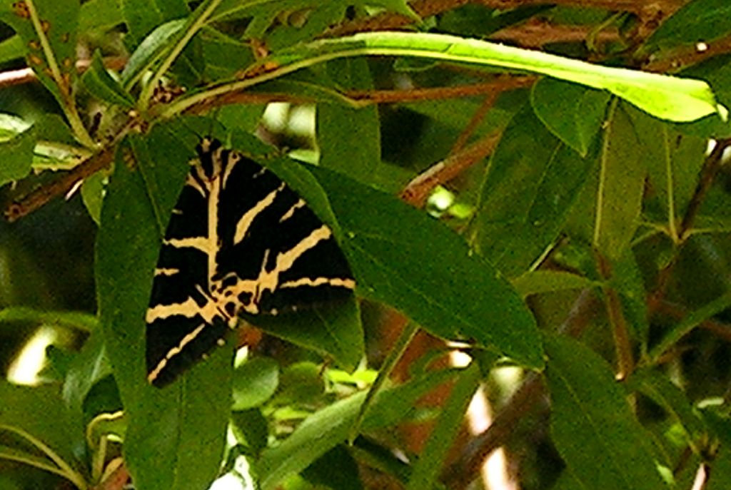 Turkey - Butterfly valley 31