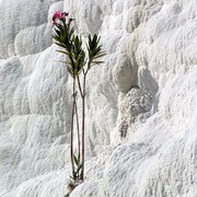 Turkey - Pamukkale 13