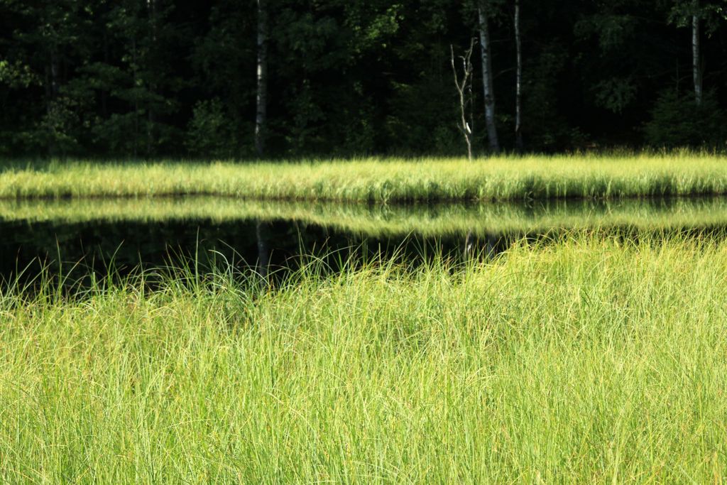 Czechia - Slackline festival - a pond near Bischofstein castle