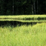 Czechia - Slackline festival - a pond near Bischofstein castle