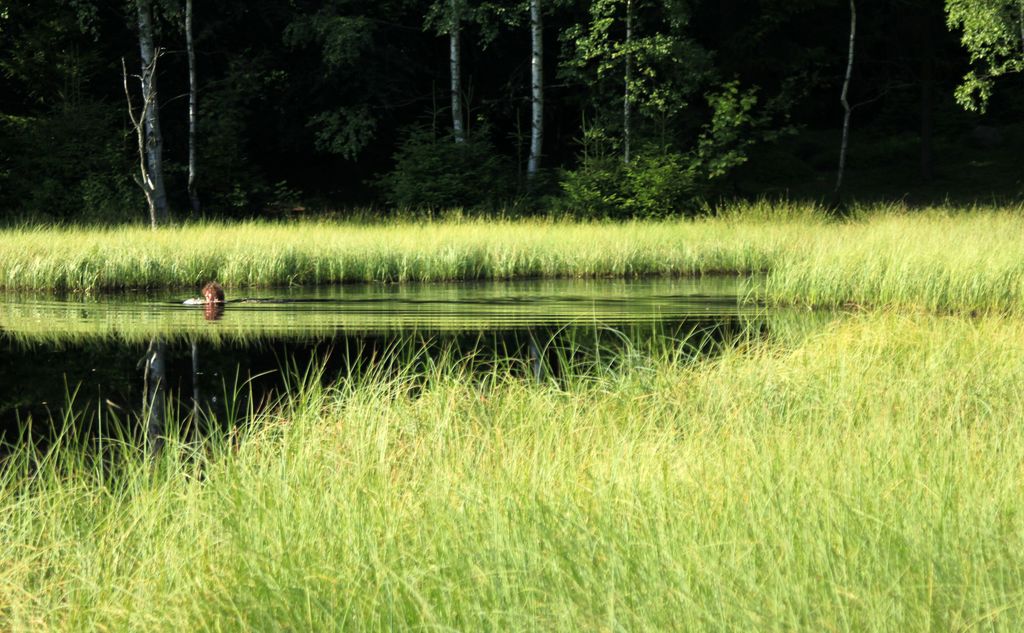 Czechia - Slackline festival - a pond near Bischofstein