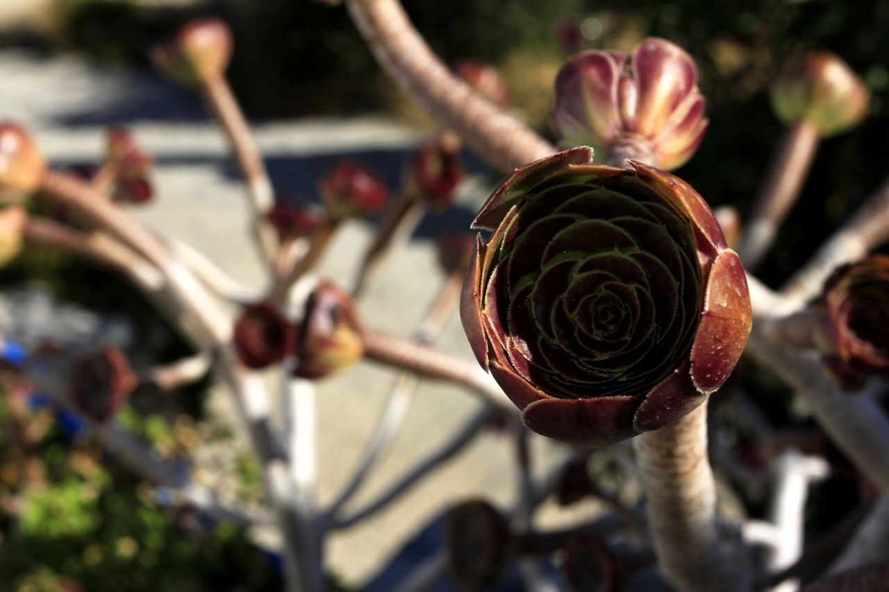 Greece - Kalymnos flora