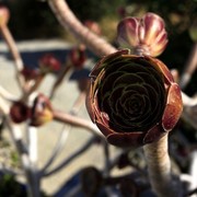 Greece - Kalymnos flora