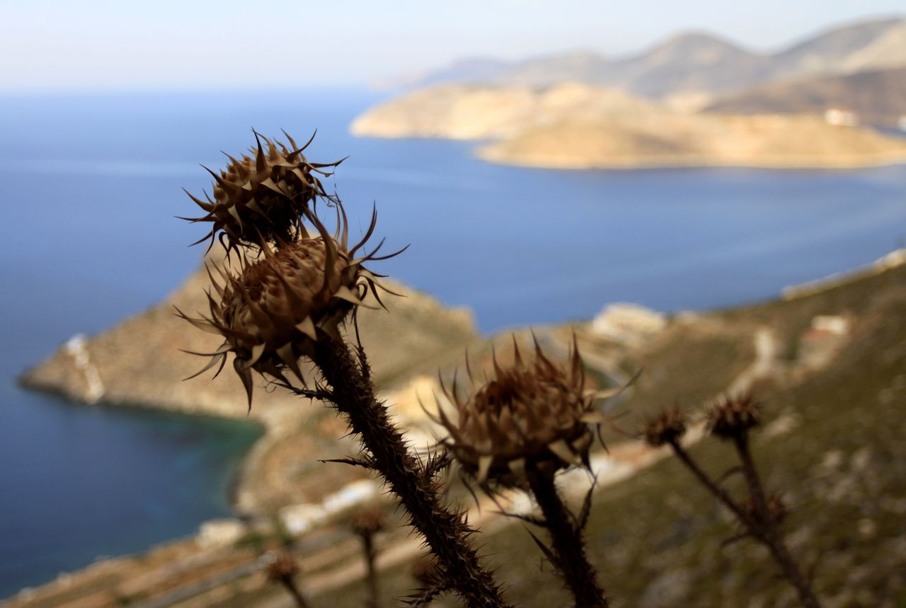 Greece - Kalymnos flowers