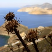 Greece - Kalymnos flowers