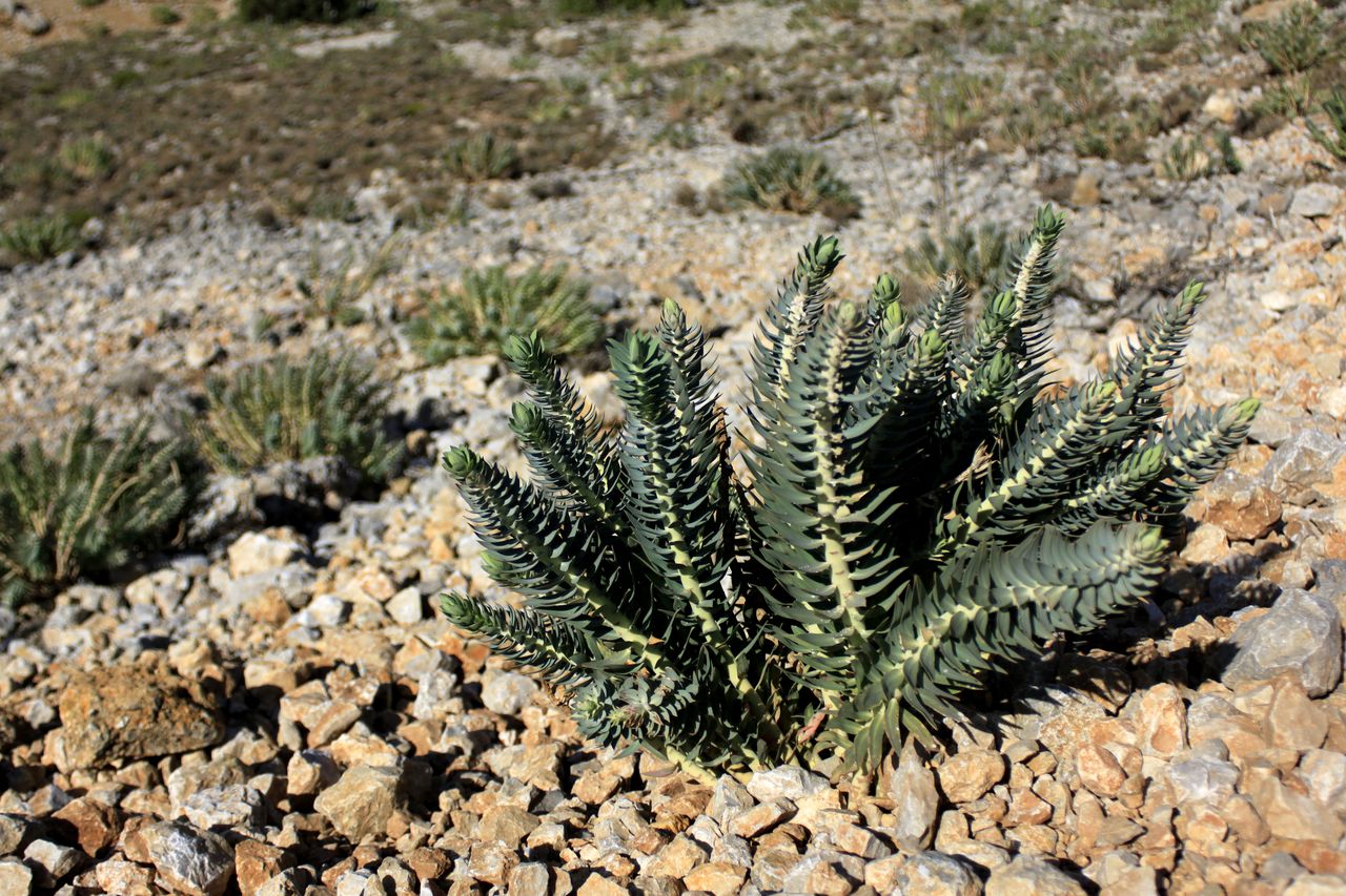 Greece - succulents in Kalymnos