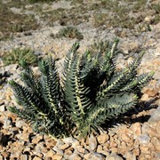 Greece - succulents in Kalymnos